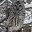 northerly-wild
