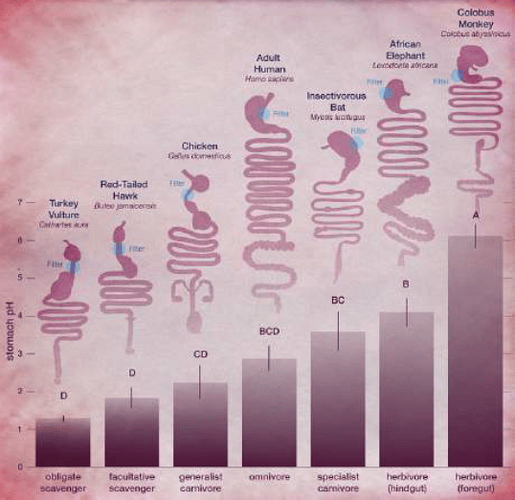 digestive system