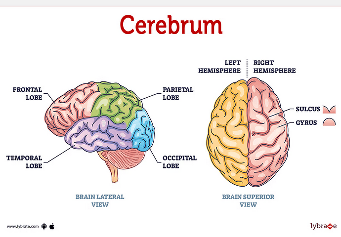 cerebrum