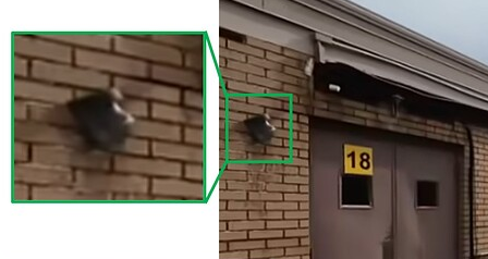 surveillance
