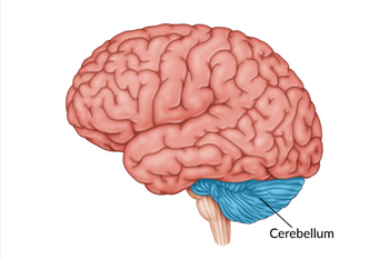 cerebellum