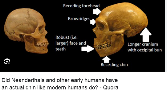 neanderthal chin