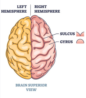 gyrus