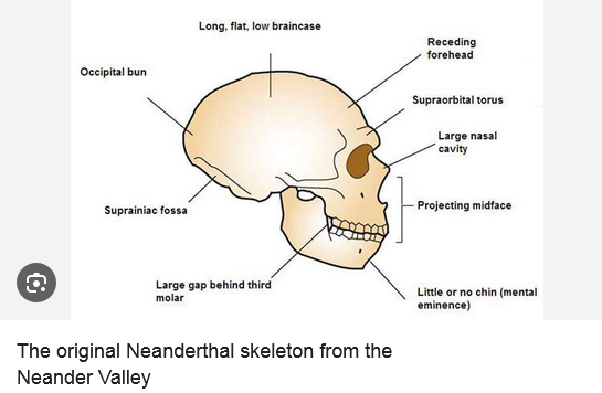 neander valley chin