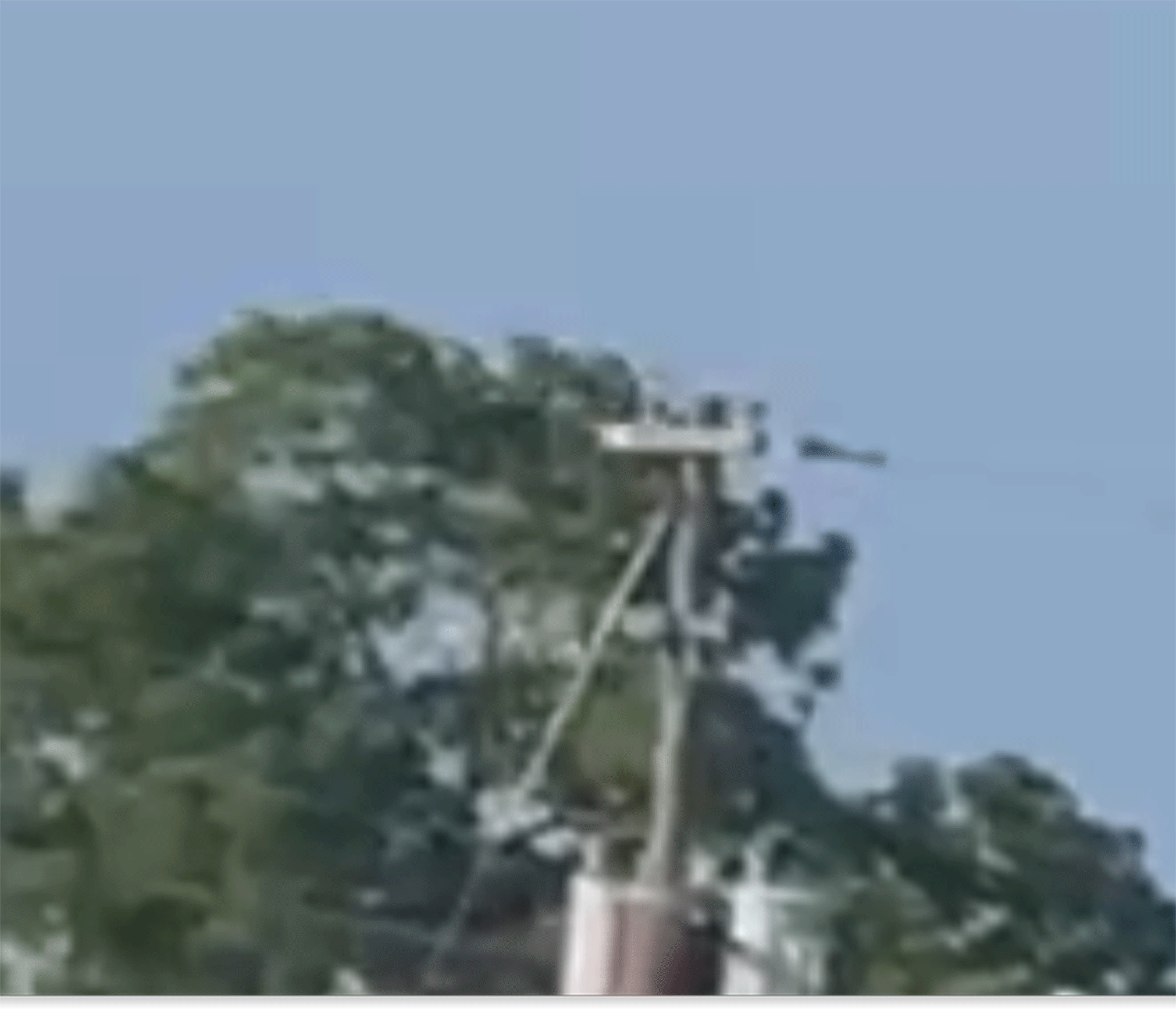 flying-bird